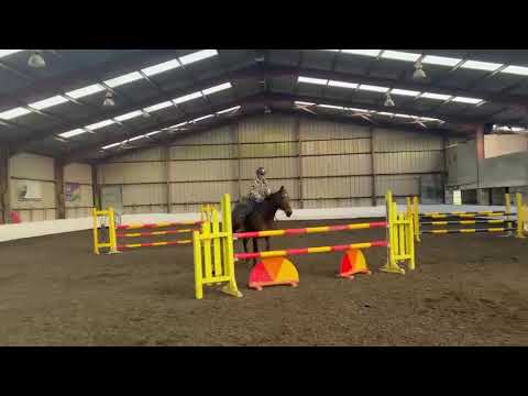16.2hh Beautiful Bay Mare - Image 2