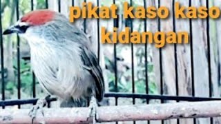 Download lagu pikat burung kaso kaso/kidangan/tepus gelagah mp3