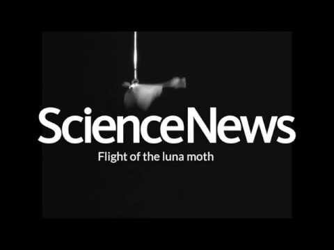 Flight of the luna moth | Science News