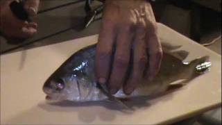 Sheepshead Rocks In The Brain