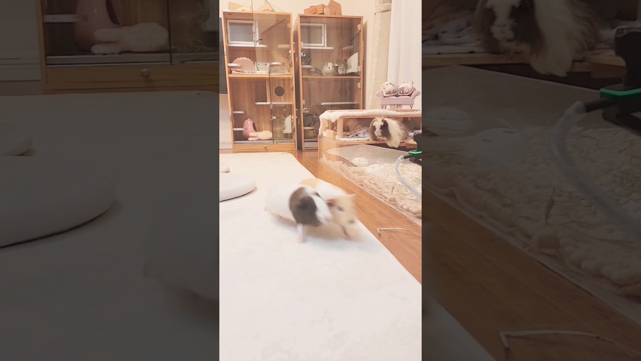 自由に散歩をしまくるモルモットたち #モルモット #guineapig  #モルモットの鳴き声