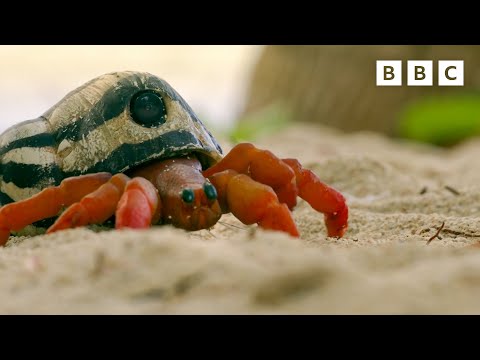 How do crabs swap shells? | Spy in the Ocean - BBC
