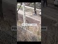Orange Cat Attacks Women And Dog In Street