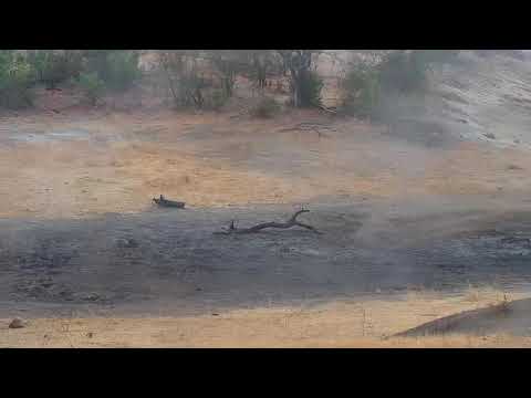 Djuma: Sights and sounds(including some light rain) - 11:15 - 09/06/19