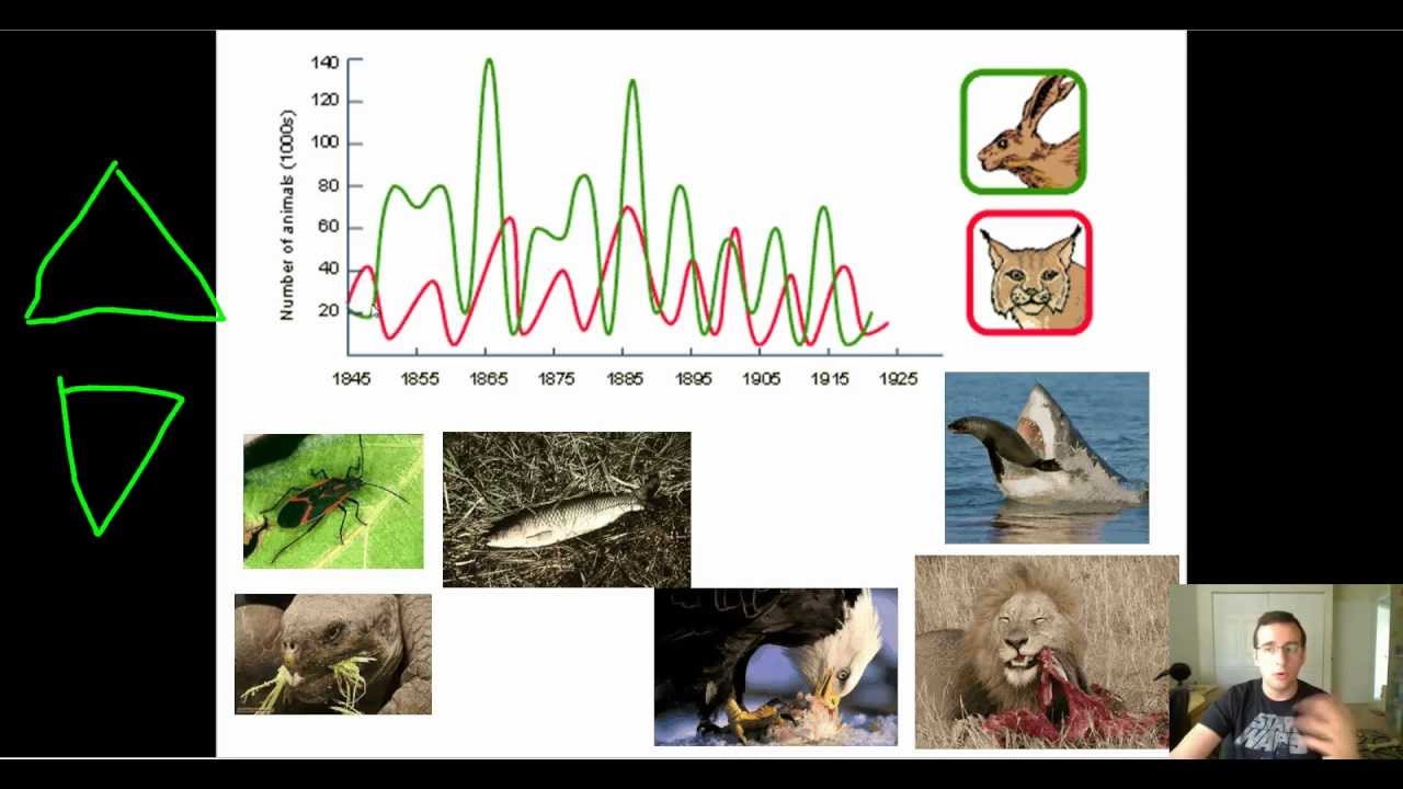 Predator-Prey Relationships
