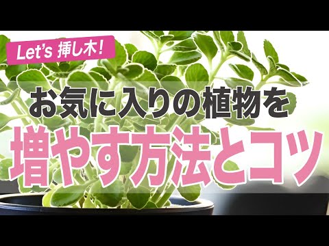 植物を増やす