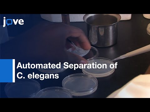 Automated Separation of C. elegans by a Bacterial Pathogen | Protocol Preview