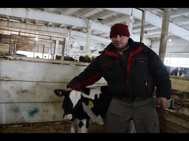 Вести Менделеевск: В районе начали чипировать животных