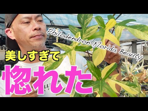 園芸 クイーンズ パーム、フェザーリー ココナッツ、ロマンゾフ ココナッツ、アレカストルム パーム