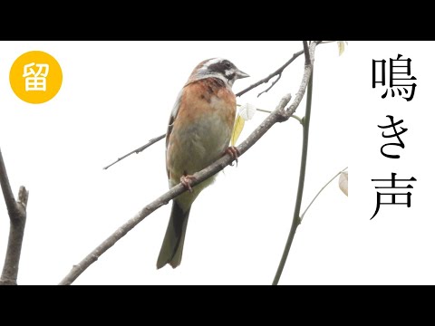 IUCN分類における絶滅の危険性を示す図。