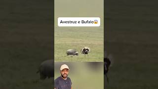 Avestruz foi no Bufalo 😱