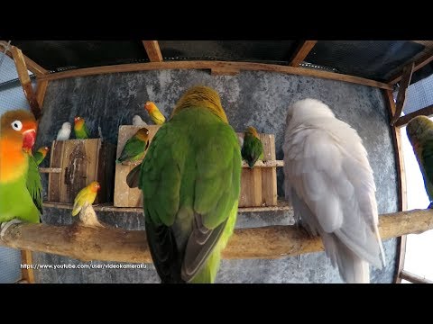3 Hours Lovebird Chirping Sounds - August-4-2019