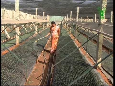 Prosperity Through Quality Seedling Production Nursary (Hindi)
