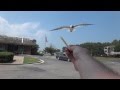 A Seagull Feeding Frenzy At McDonald S Eating Out Of My Hand