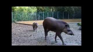 preview picture of video 'Zoo African Safari - naissance d'un bébé tapir'