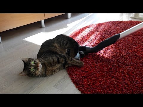 Cats VS Vacuum Cleaners - Funny Compilation