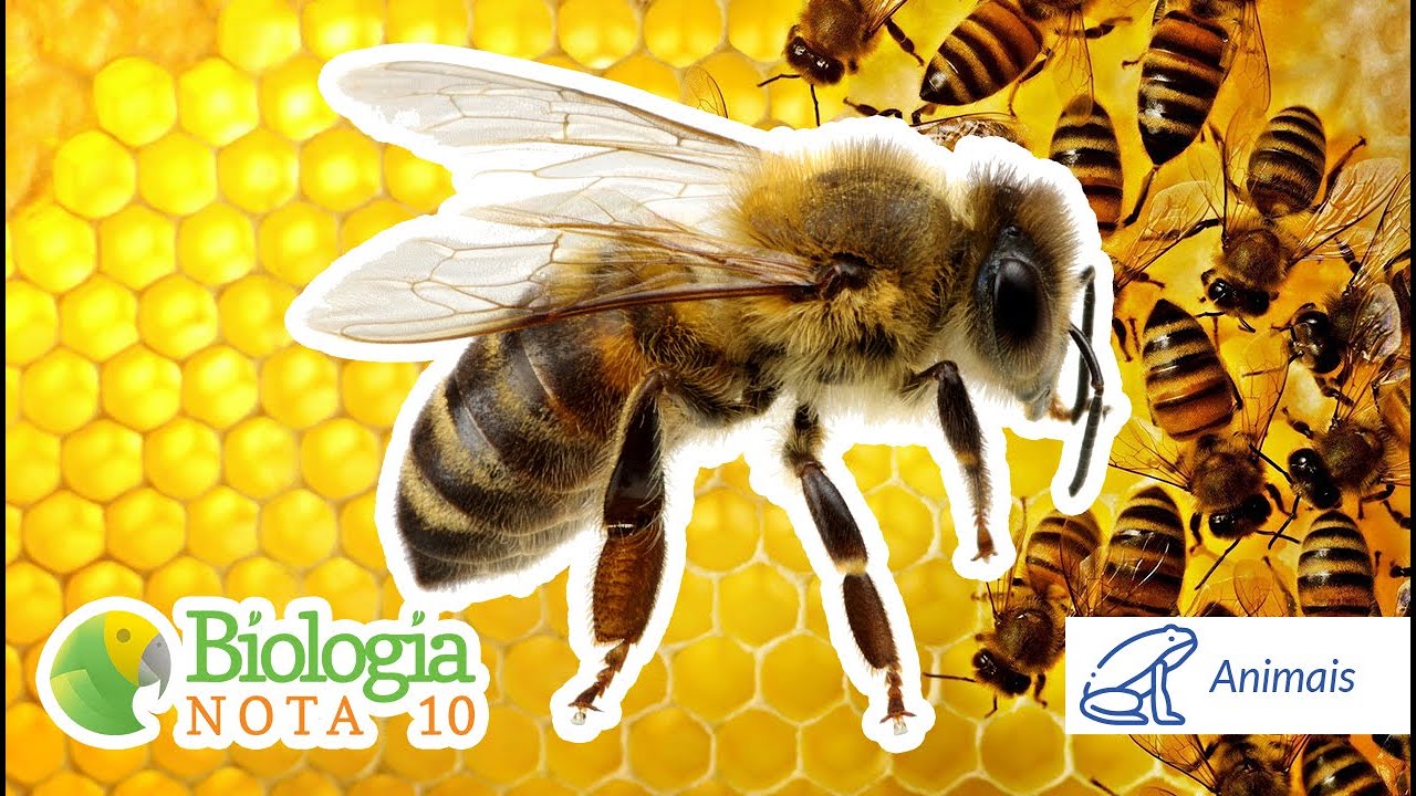 A ANATOMIA DAS ABELHAS | Biologia Nota 10 com Professor Cléber Hidalgo - PARTE 2