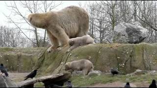 Ijsbeertweeling Blijdorp 15 maart 2015