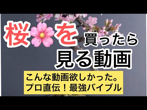 盆栽の手入れ: 植物を美しくするための 3 つのプロのコツ トピックス
