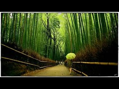 Бамбуковый лес Сагано(Sagano bamboo forest)