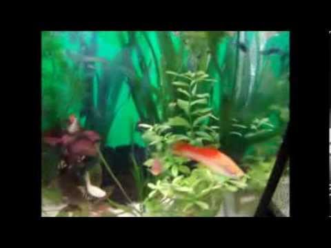 Tropical fish show 3 November 2013