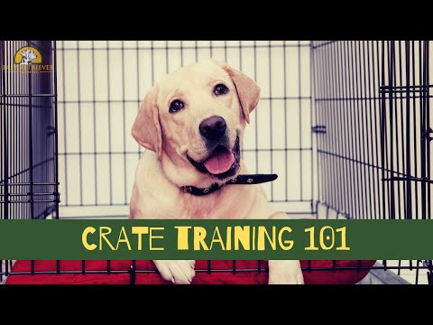 Crate Training Schedule: How to Crate Train a Puppy