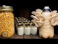 How To Grow Mushrooms Multiply Mycelium Forever