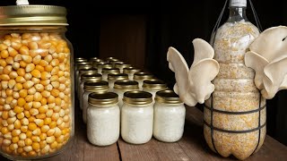 🍄 Growing Mushrooms at Home: Multiply the Mycelium forever