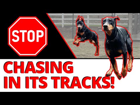 How to Stop a Dog's Dangerous Prey Drive - 2 Step Process for a Better Citizen around Other Dogs
