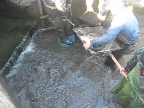 Transfer peste Balanesti - Lates