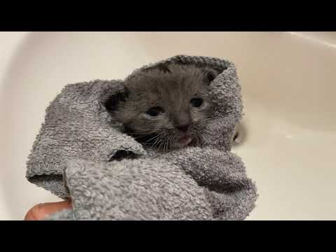 3 Week Old Rescue Kittens First Bath and Bottle Feeding