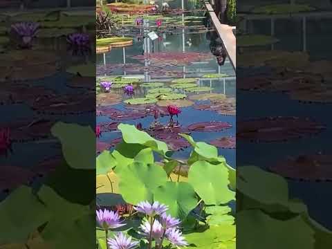 Marjorie McNeely Conservatory