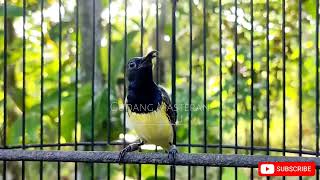 Download lagu TEMBAKAN SOGON PEMANCING EMOSI BURUNG BAHAN‼️langsung Nyaut cepat Gacor !! mp3 Download lagu TEMBAKAN SOGON PEMANCING EMOSI BURUNG BAHAN‼️langsung Nyaut cepat Gacor !! mp3