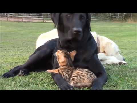 Mother dog loves kitten kike its own kid, best dog-cat love video of 2023 #shorts