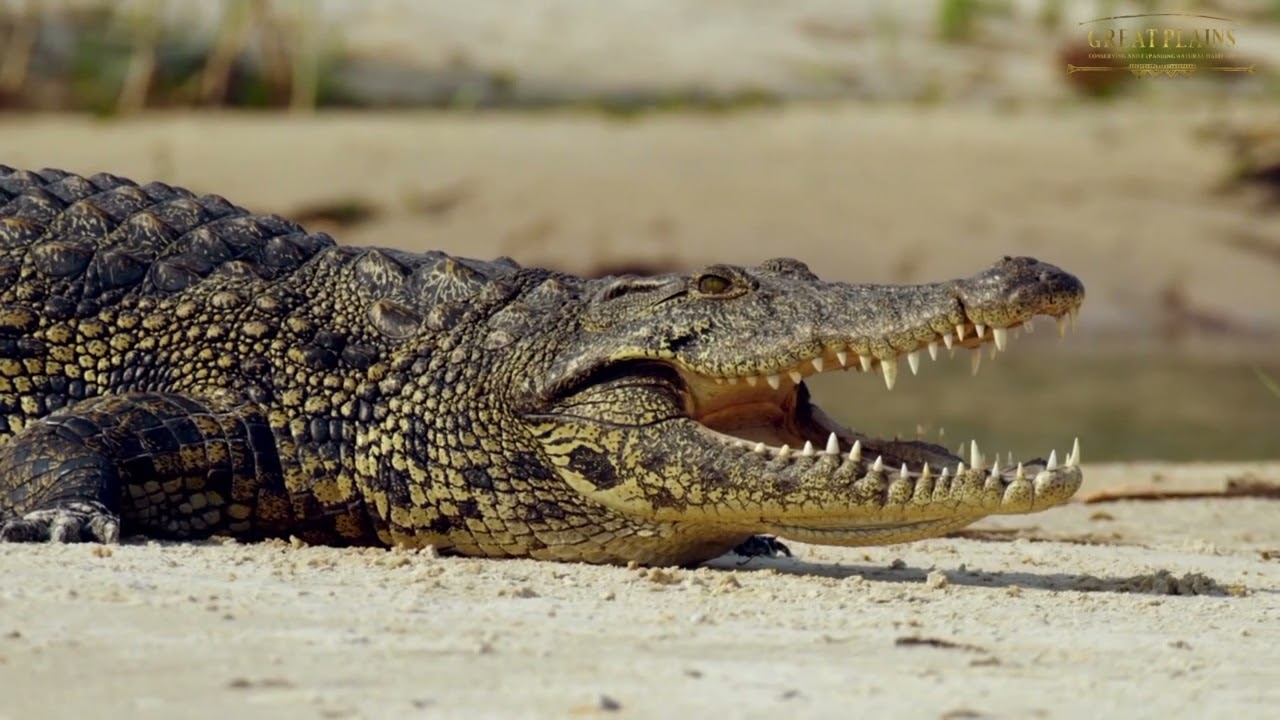 NEW! Sitatunga Private Island & Sitatunga Private Island Suite