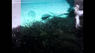 tuesday in July Gold Panda Parents