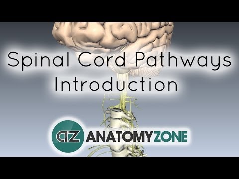 Spinal Pathways/Tracts - Part 1 - Introduction - Anatomy Tutorial