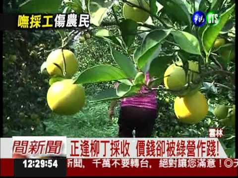 柳丁價被綠營作踐! 農民怕滯銷