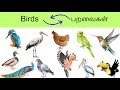 Tamil English Names Of Birds Birds Name Tamil And English