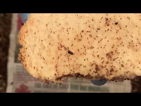 Using Bread to Bait Mites Out of WormBin Vermihut Tray #3 Feeding #3 Vermicomposting Worm Farm