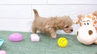 ハーフ犬の動画01