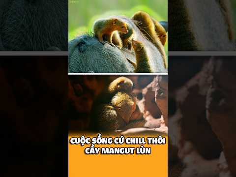 Nhỏ Bé Những Có Cuộc Sống Vua Chúa Nhất Thảo Nguyên Châu Phi - Cầy Mangut Lùn.