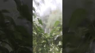 🌧️♥️Rain whatsapp /status video | Rain video | Rainy day | Relaxing video | Rain short/ video🌧️♥️