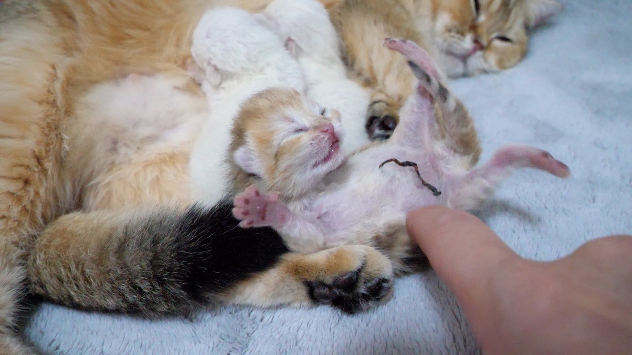Cute little kitten that rolled right off while fighting over a nipple…