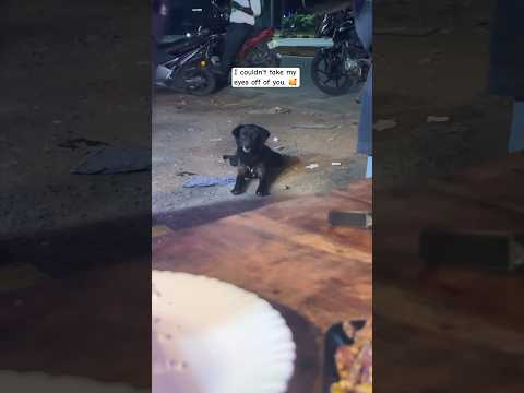 My favourite 😍 #dog #love #music #live #doglove #dogvideos #pets #cat #streetfood #keralatourism