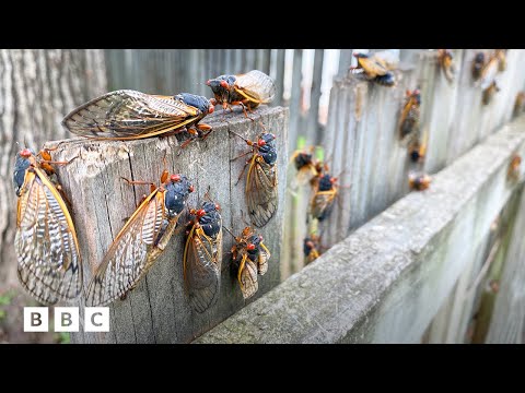 Why 2024's cicada emergence is so rare | BBC Global