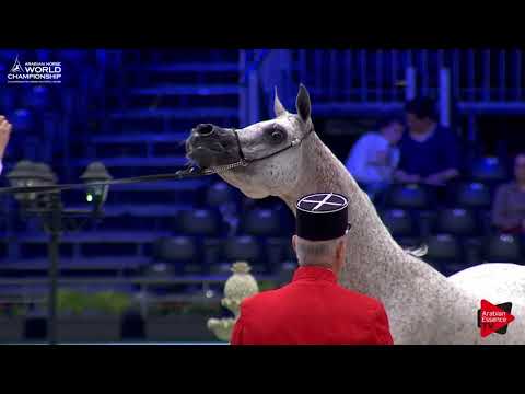 N.62 SHIRIN BY AISHA - Paris 2017 - Senior Mares (Class CM3B)
