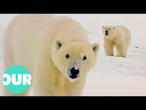 The First Three Years in the Life of a Polar Bear | Our World