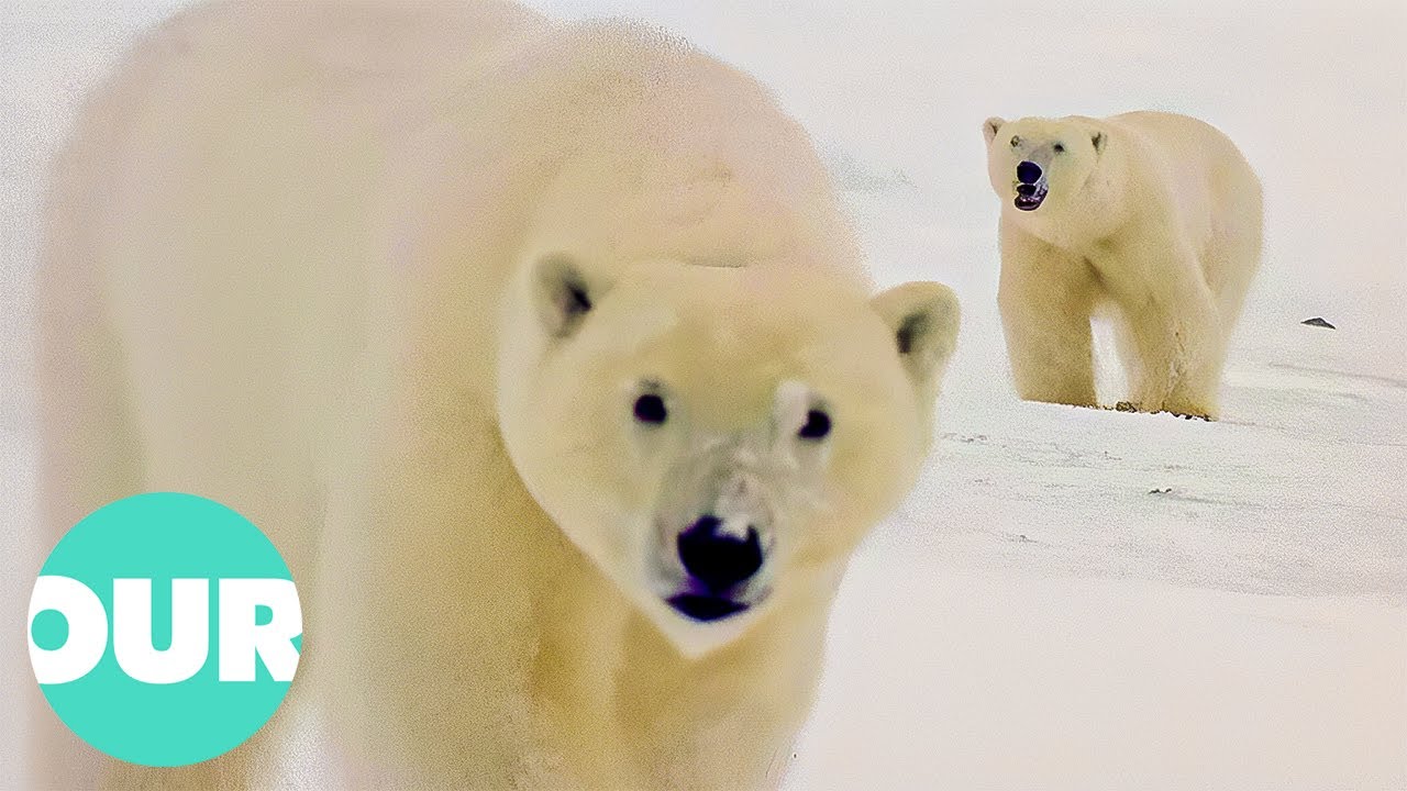 The First Three Years in the Life of a Polar Bear