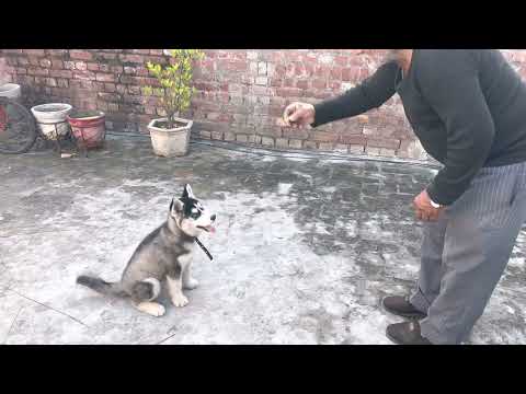 TRAING STAR MY PET (SAHIBA) #husky #huskylovers #huskydog #siberianhusky #huskyowner